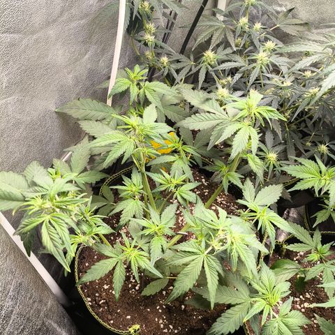 BlackBerry Auto growlog timeline photo