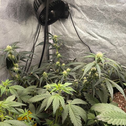 Gorilla Zkittlez Auto growlog timeline photo