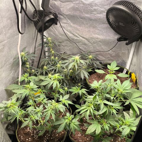 Apricot Auto growlog timeline photo