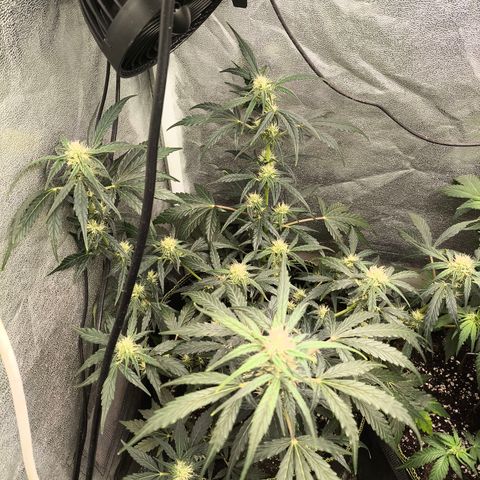 Gorilla Zkittlez Auto growlog timeline photo