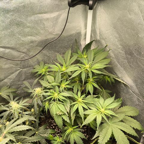 Lemon Cherry Cookies Auto growlog timeline photo
