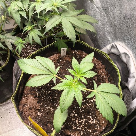 Apricot Auto growlog timeline photo