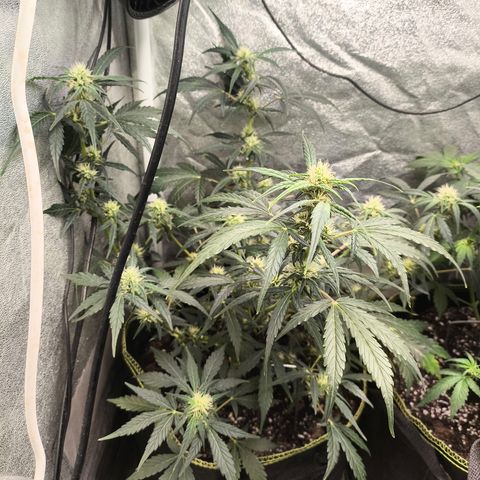 Gorilla Zkittlez Auto growlog timeline photo