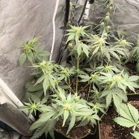 BlackBerry Auto growlog timeline photo