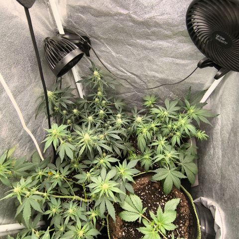 Apricot Auto growlog timeline photo