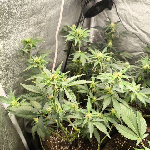 BlackBerry Auto growlog timeline photo