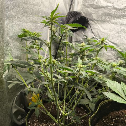 BlackBerry Auto growlog timeline photo