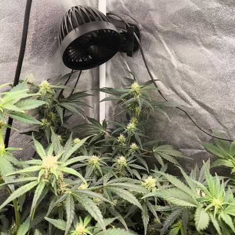 Gorilla Zkittlez Auto growlog timeline photo