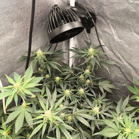Gorilla Zkittlez Auto growlog timeline photo