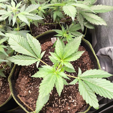 Apricot Auto growlog timeline photo