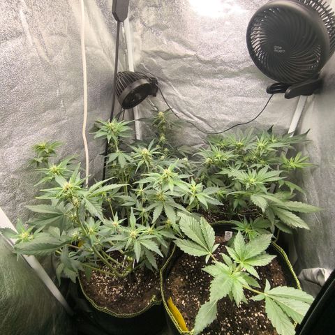 Apricot Auto growlog timeline photo