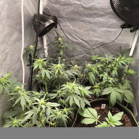 Apricot Auto growlog timeline photo