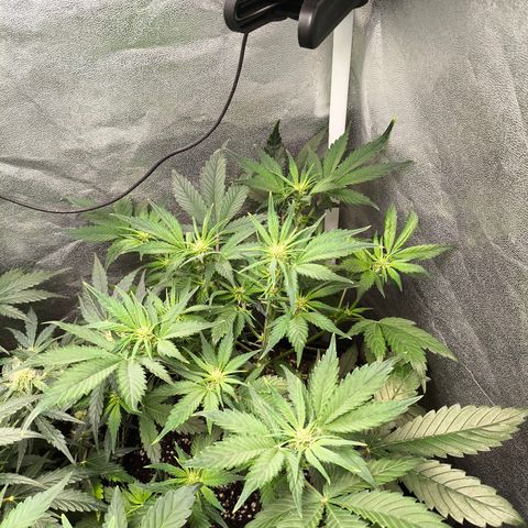 Lemon Cherry Cookies Auto growlog timeline photo