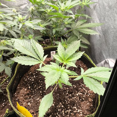 Apricot Auto growlog timeline photo