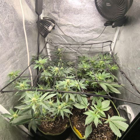 Apricot Auto growlog timeline photo