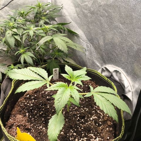 Apricot Auto growlog timeline photo
