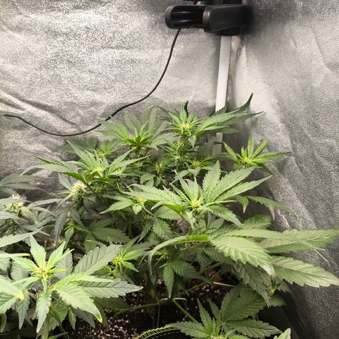Lemon Cherry Cookies Auto growlog timeline photo