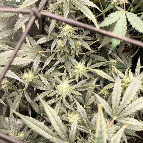 Gorilla Zkittlez Auto growlog timeline photo