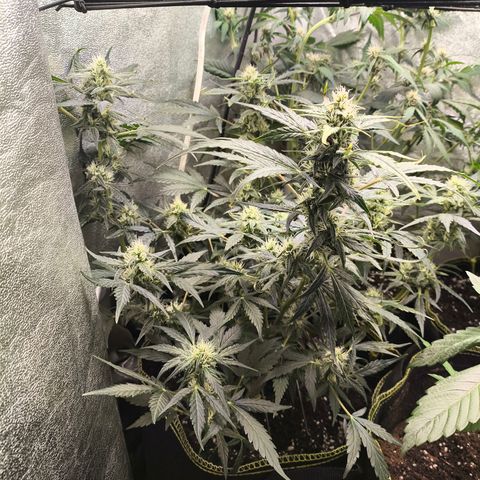 Gorilla Zkittlez Auto growlog timeline photo