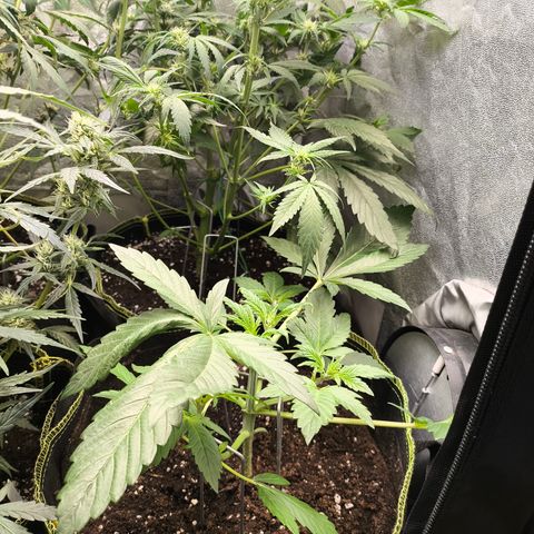 Apricot Auto growlog timeline photo