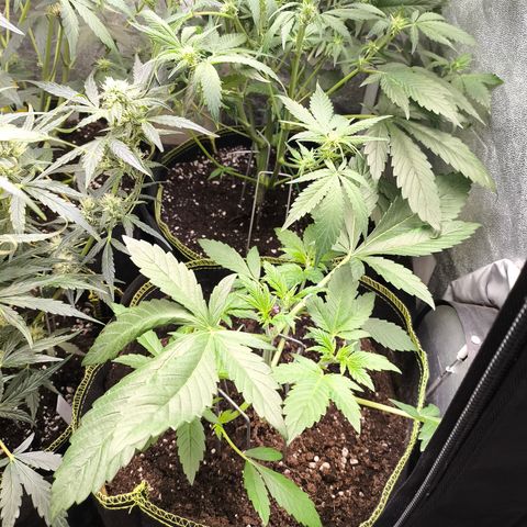 Apricot Auto growlog timeline photo