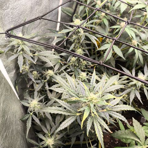 Gorilla Zkittlez Auto growlog timeline photo
