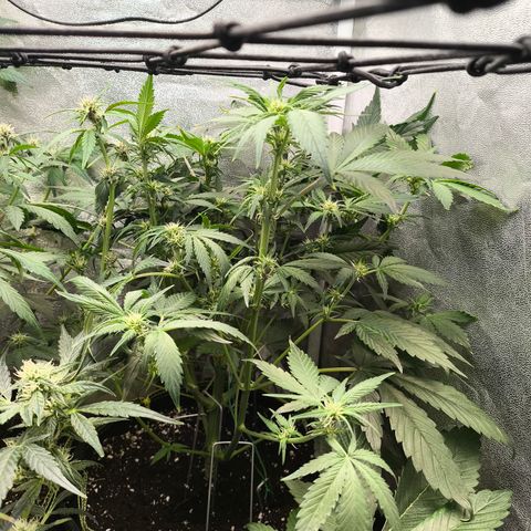 Lemon Cherry Cookies Auto growlog timeline photo