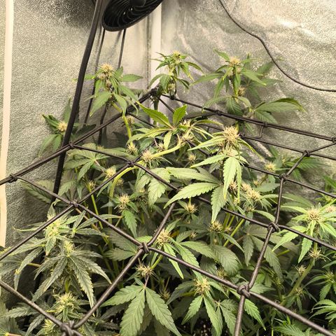 BlackBerry Auto growlog timeline photo