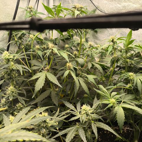 BlackBerry Auto growlog timeline photo