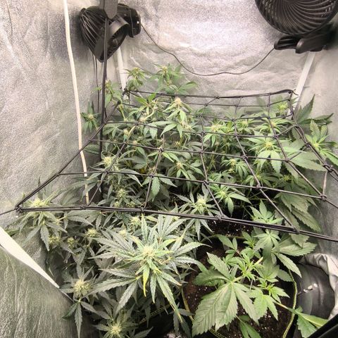 Apricot Auto growlog timeline photo