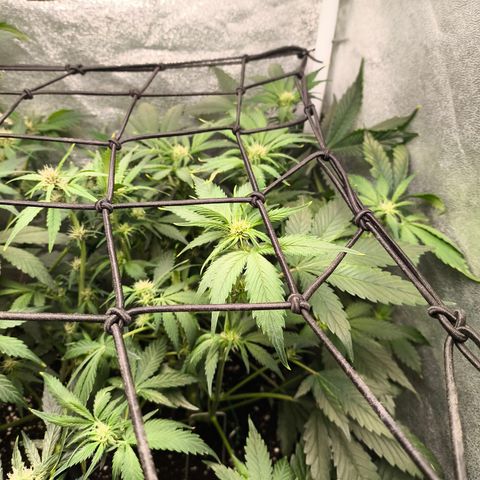 Lemon Cherry Cookies Auto growlog timeline photo