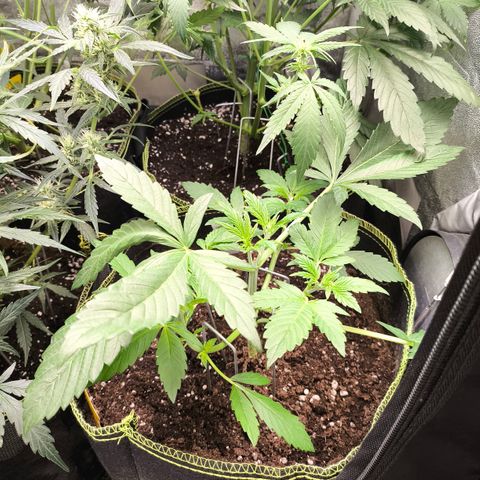 Apricot Auto growlog timeline photo