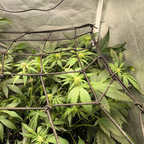 Lemon Cherry Cookies Auto growlog timeline photo