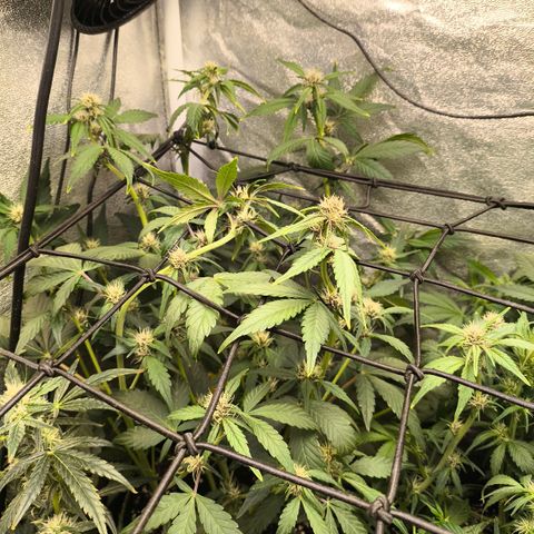 BlackBerry Auto growlog timeline photo