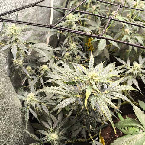 Gorilla Zkittlez Auto growlog timeline photo