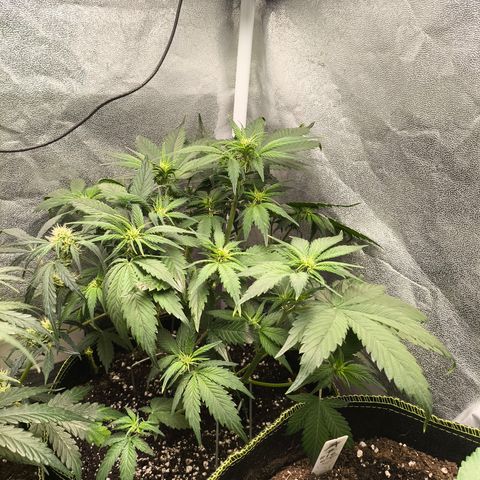 Lemon Cherry Cookies Auto growlog timeline photo