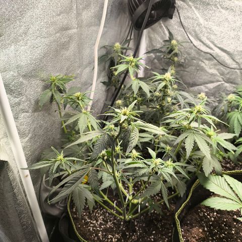 BlackBerry Auto growlog timeline photo