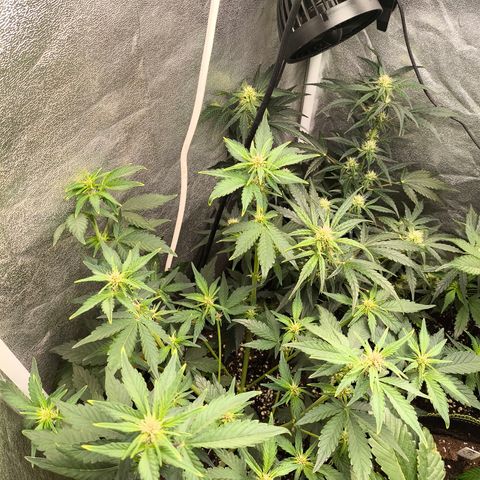 BlackBerry Auto growlog timeline photo