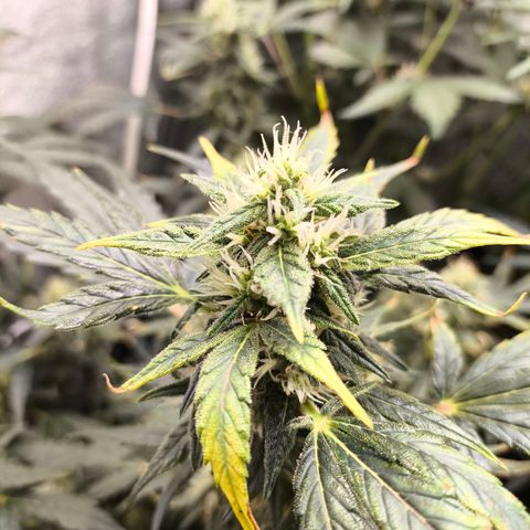 Gorilla Zkittlez Auto growlog timeline photo