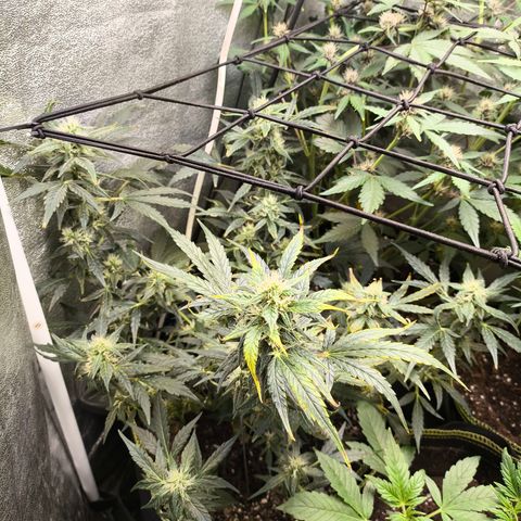 Gorilla Zkittlez Auto growlog timeline photo