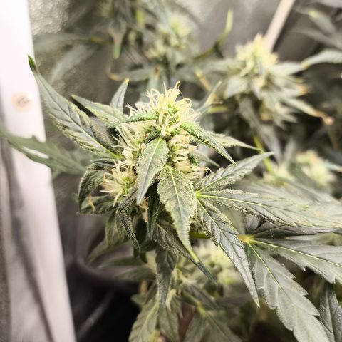 Gorilla Zkittlez Auto growlog timeline photo