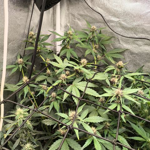 BlackBerry Auto growlog timeline photo