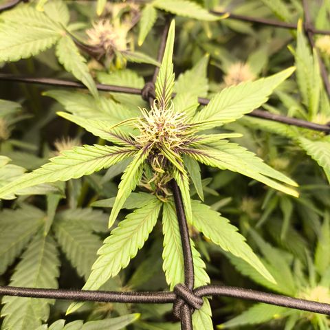 BlackBerry Auto growlog timeline photo