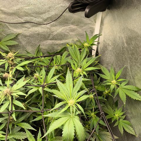 Lemon Cherry Cookies Auto growlog timeline photo