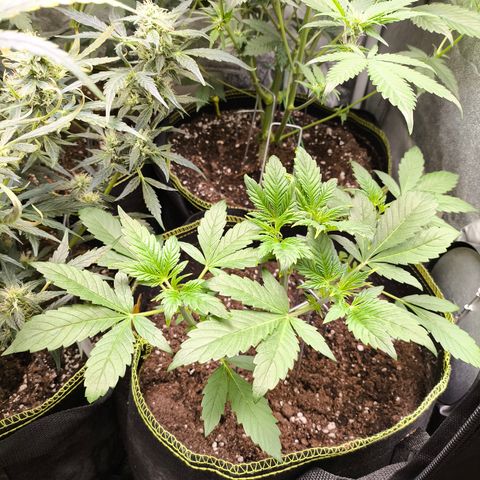 Apricot Auto growlog timeline photo