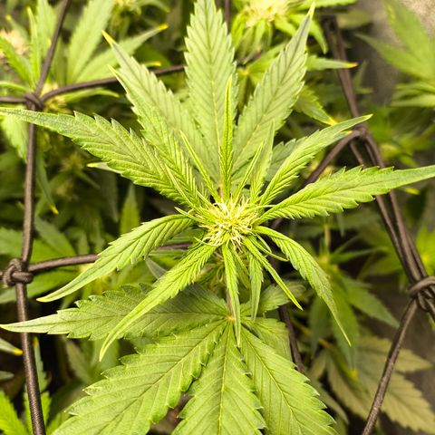 Lemon Cherry Cookies Auto growlog timeline photo