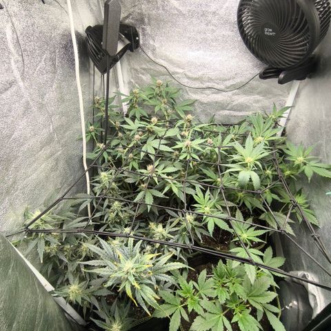 Apricot Auto growlog timeline photo