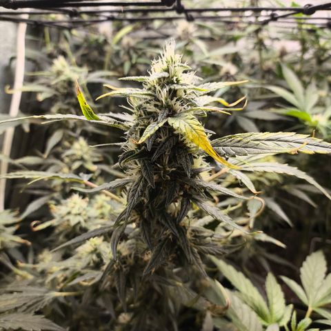 Gorilla Zkittlez Auto growlog timeline photo
