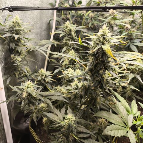 Gorilla Zkittlez Auto growlog timeline photo