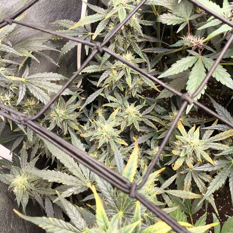 Gorilla Zkittlez Auto growlog timeline photo